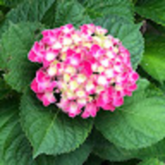 mistye1295
